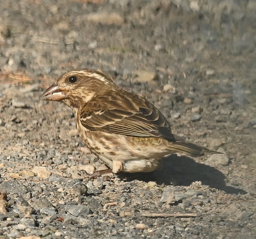 Purple Finch - ML620505358