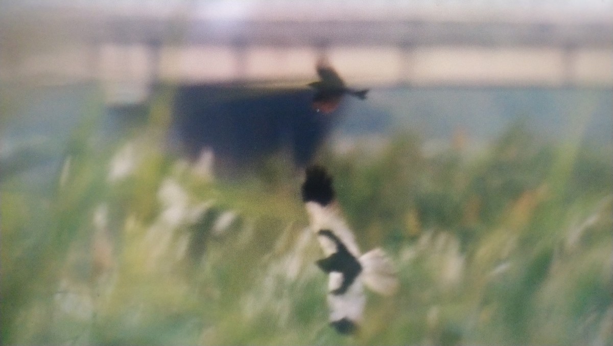 Pied Harrier - ML620505359