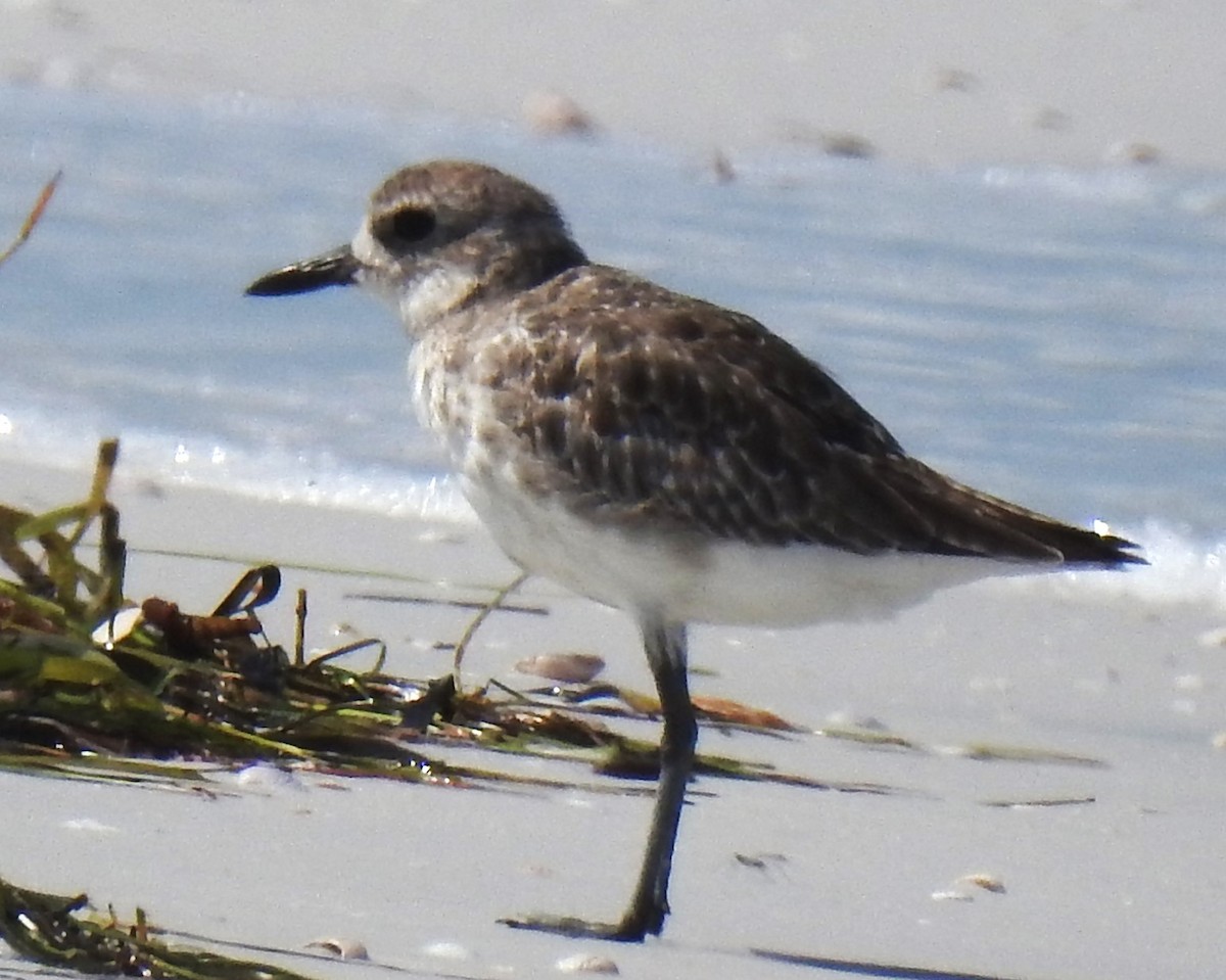 Black-bellied Plover - ML620505365