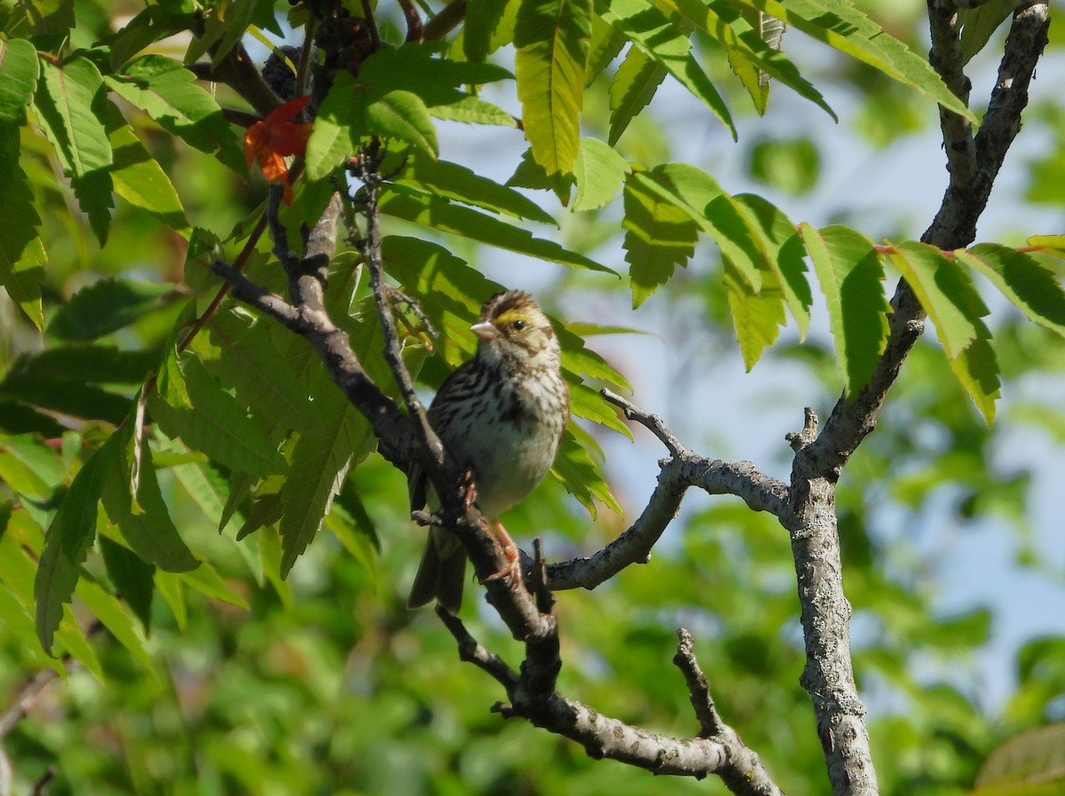 Savannah Sparrow - ML620505367