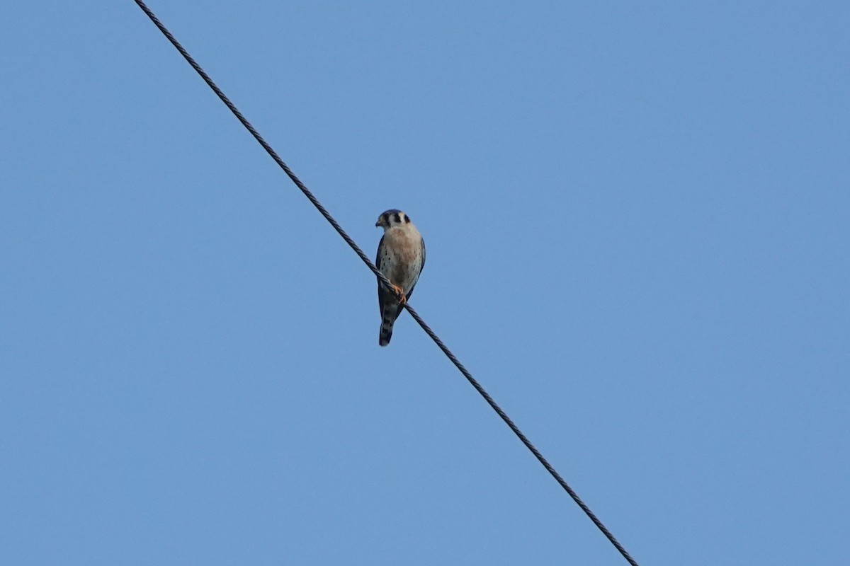 American Kestrel - ML620505369