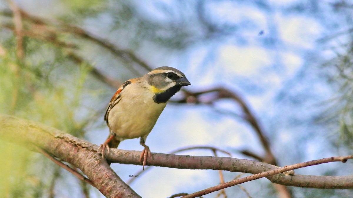 Dead Sea Sparrow - ML620505370