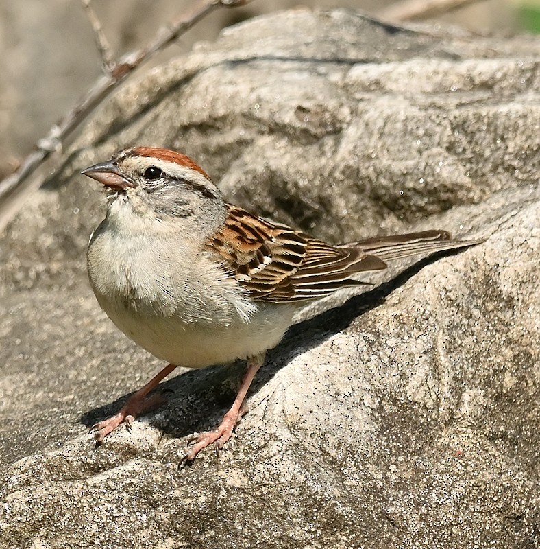 Chipping Sparrow - ML620505377