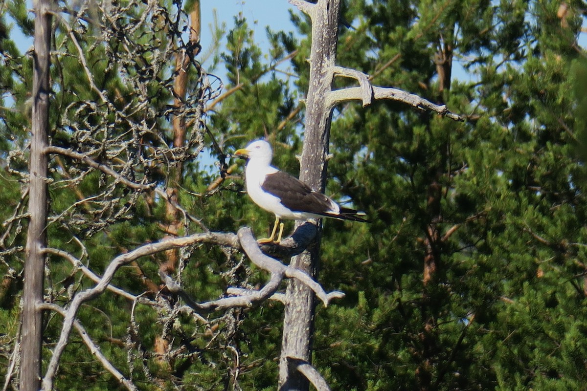 Lesser Black-backed Gull - ML620505378