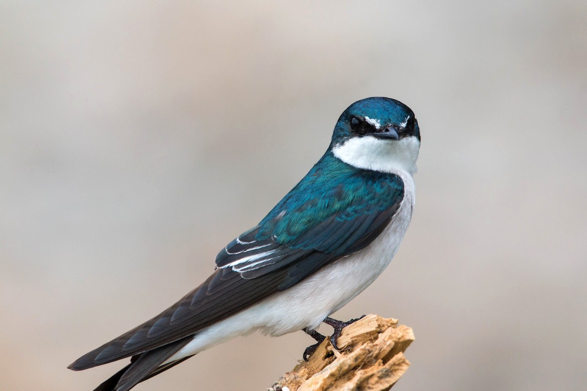 Mangrove Swallow - ML620505381