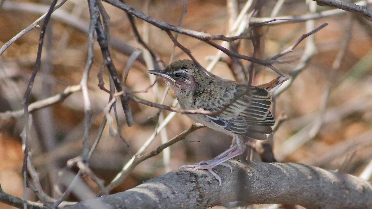 Rufous-tailed Scrub-Robin - ML620505382