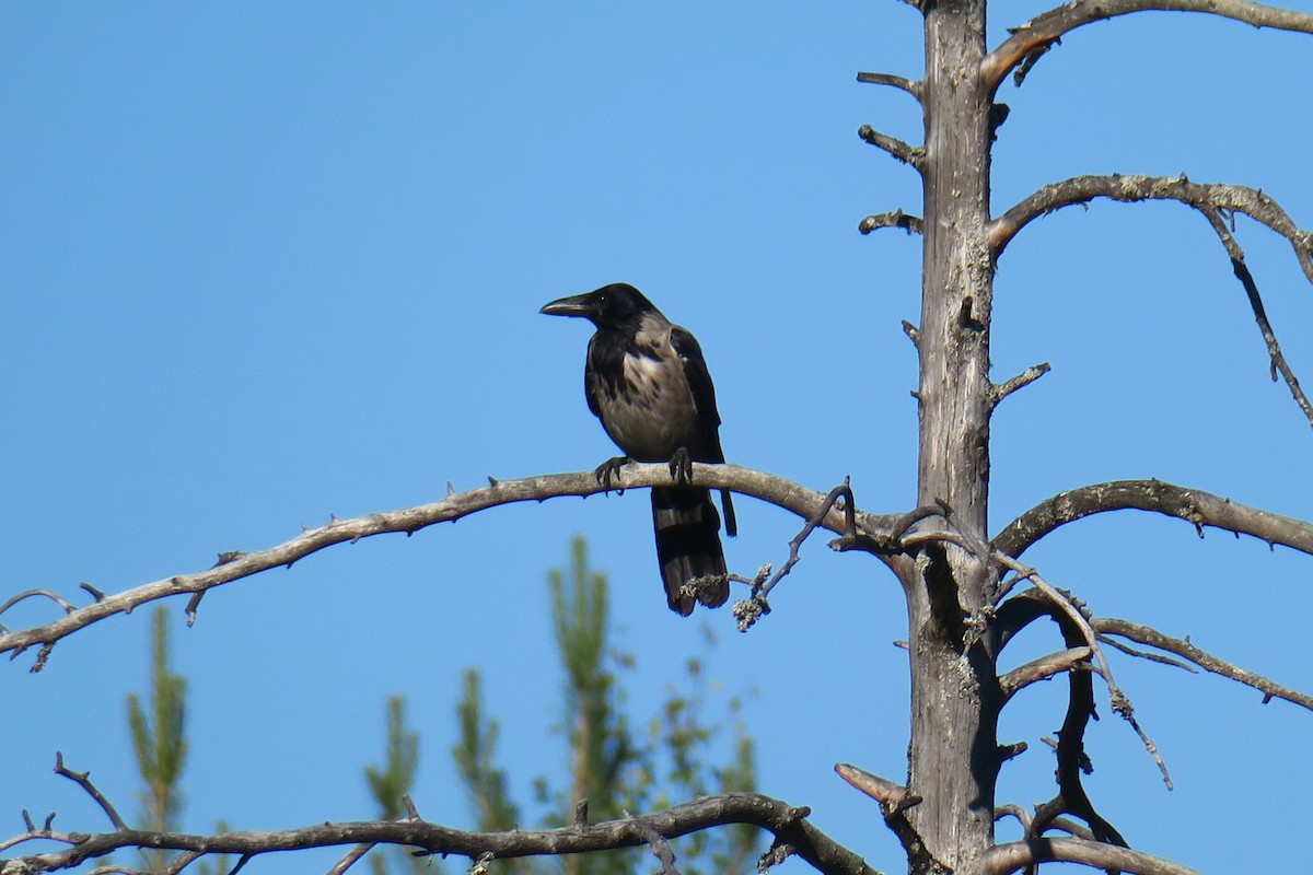 Hooded Crow - ML620505384