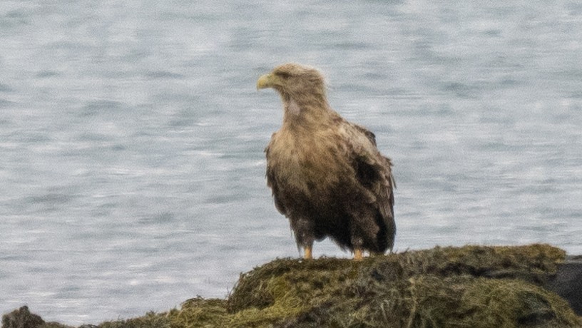 White-tailed Eagle - ML620505385