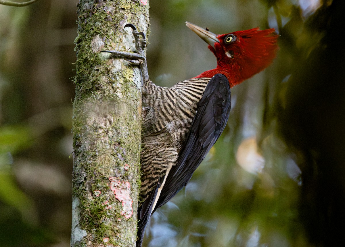 Robust Woodpecker - ML620505386