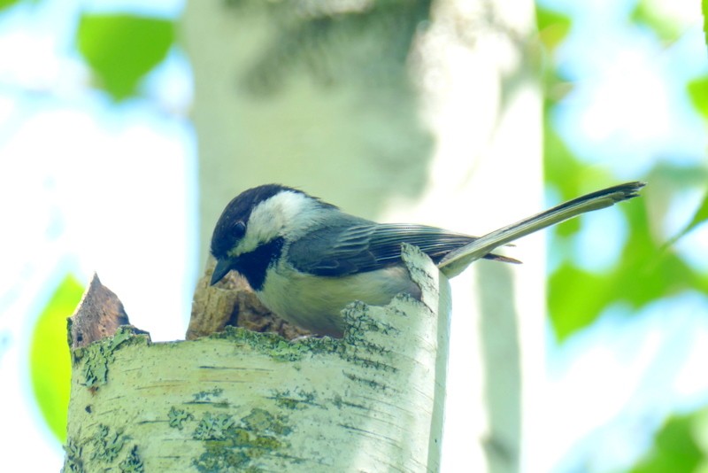 Black-capped Chickadee - ML620505388