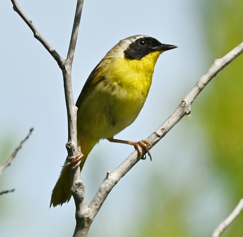Common Yellowthroat - Regis Fortin