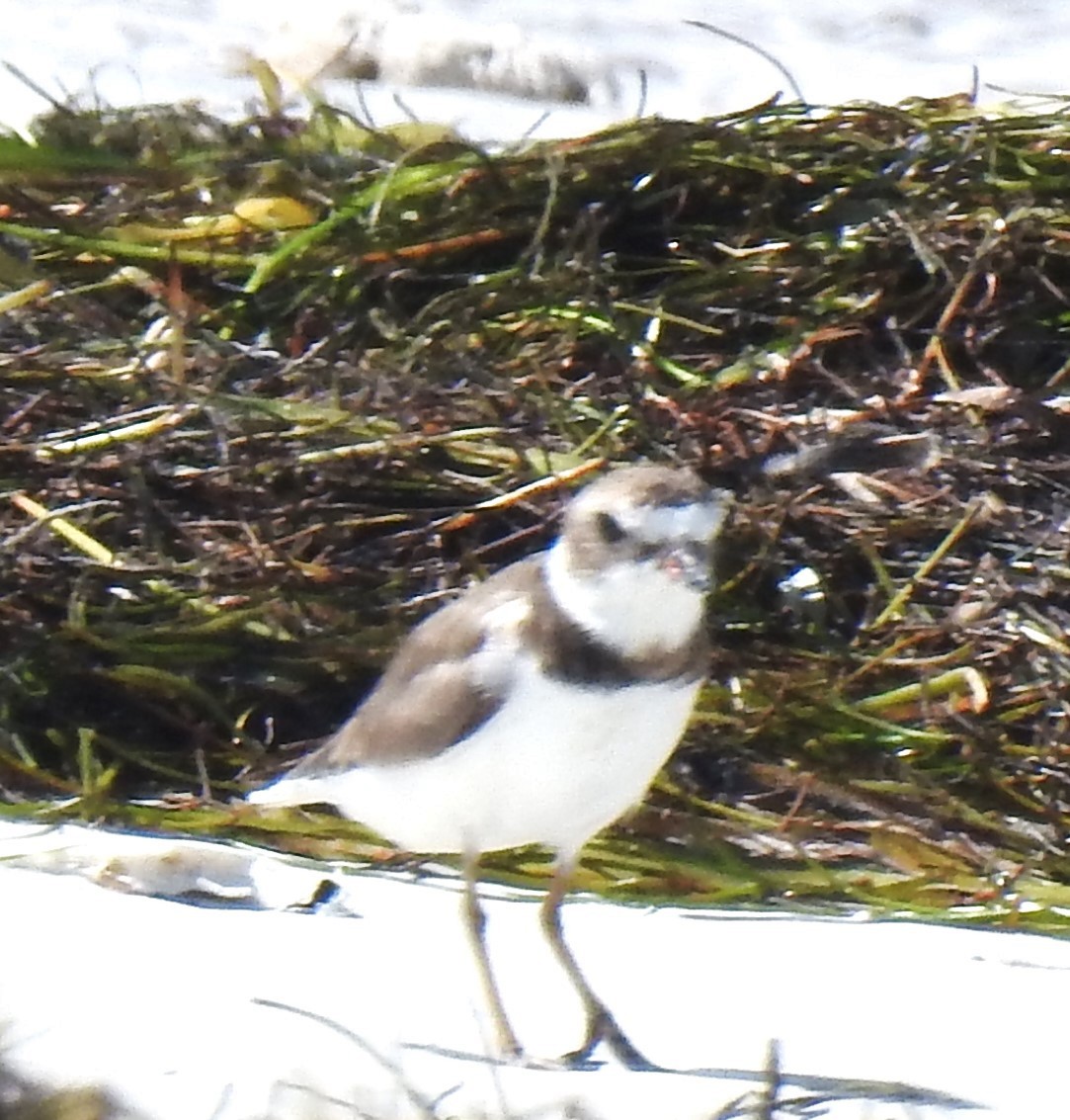 Semipalmated Plover - ML620505390