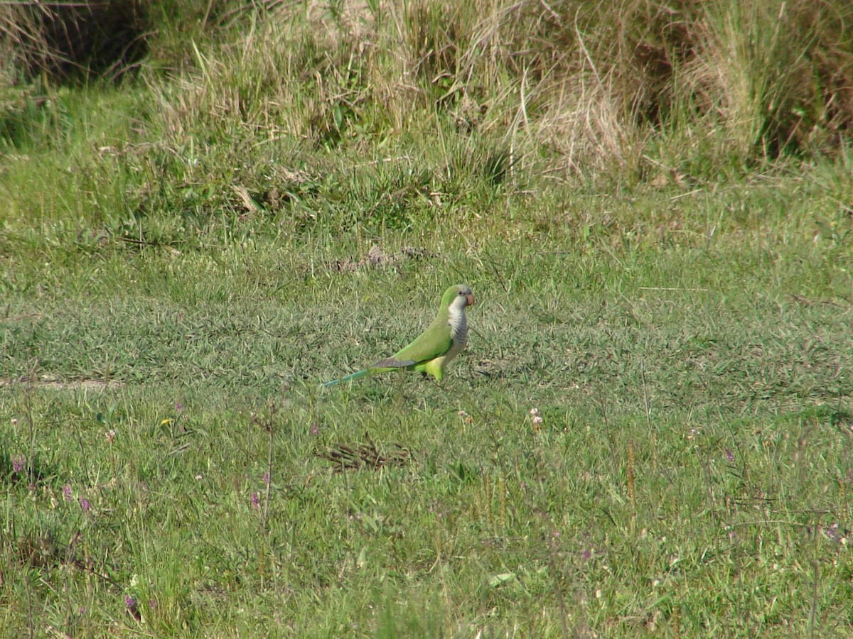 Monk Parakeet - ML620505392