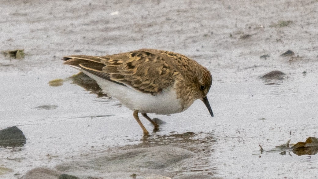 Temminck's Stint - ML620505394