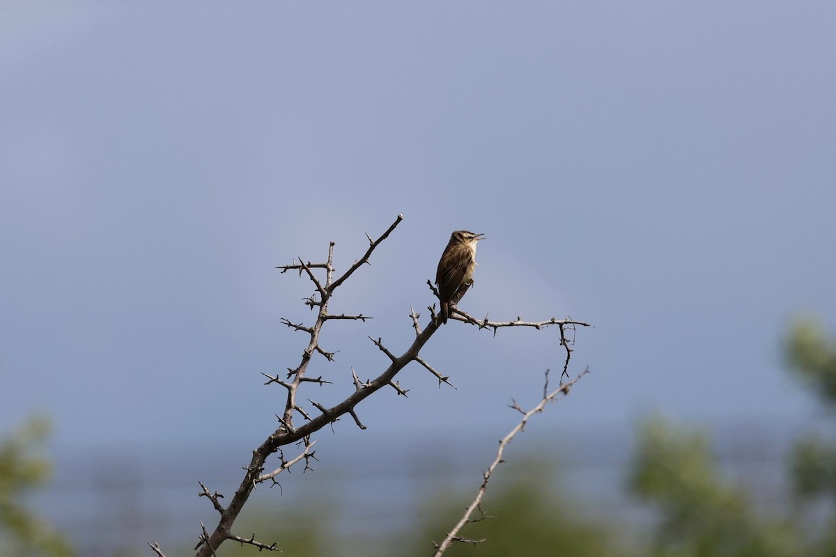 Sedge Warbler - ML620505396