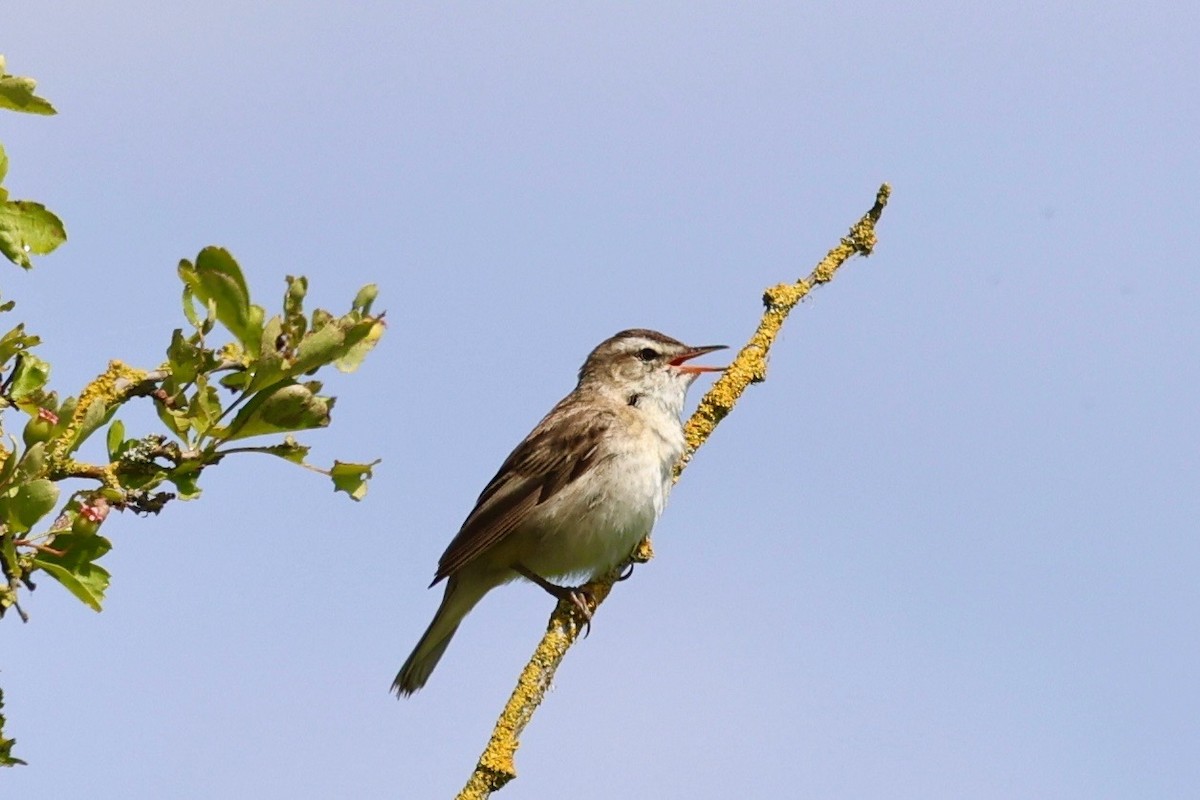 Sedge Warbler - ML620505397