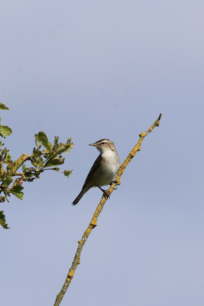 Sedge Warbler - ML620505398