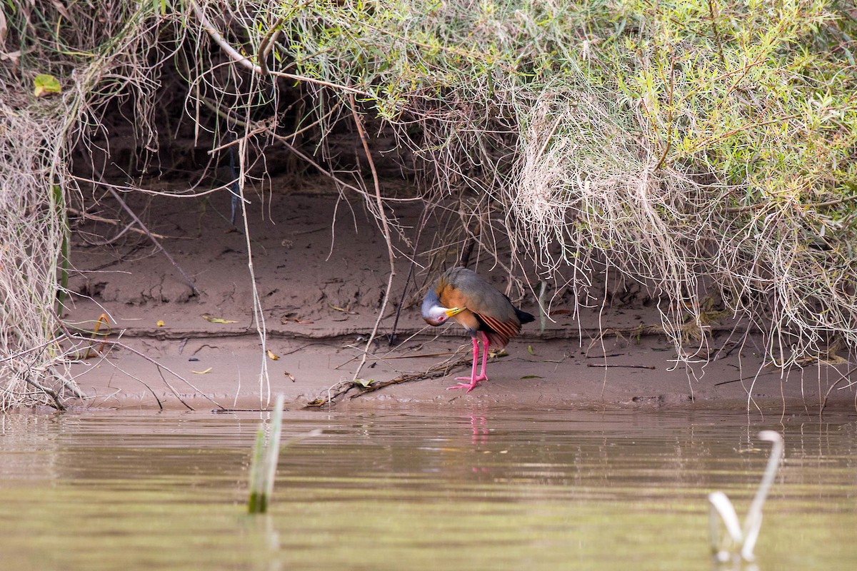 Russet-naped Wood-Rail - ML620505400