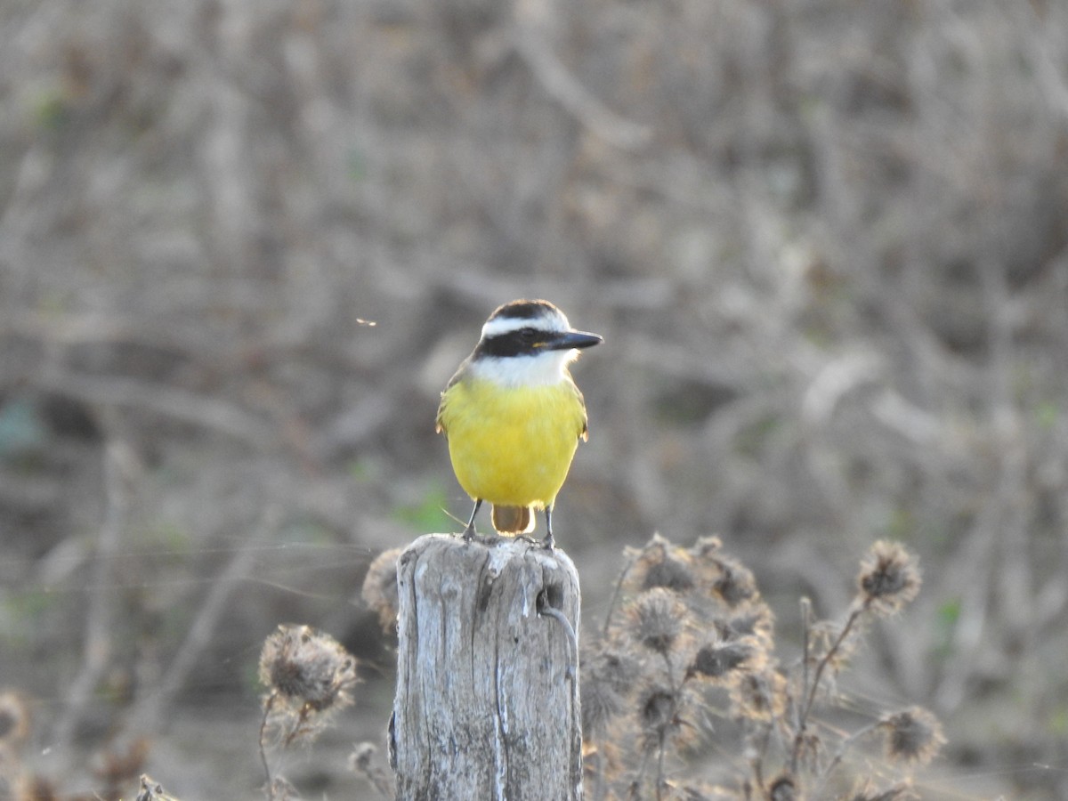 Great Kiskadee - ML620505403