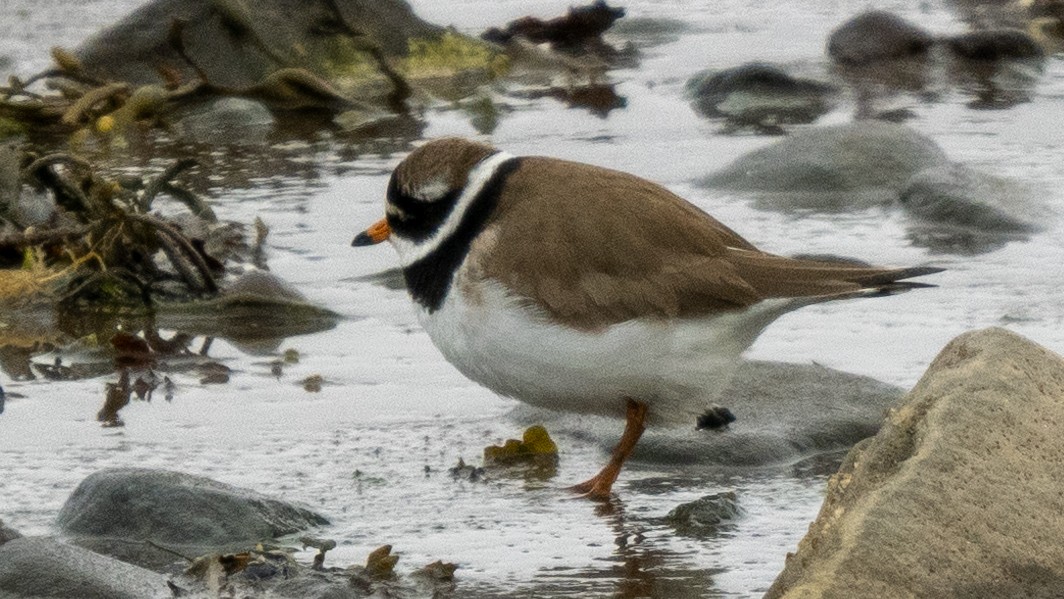 Common Ringed Plover - ML620505404