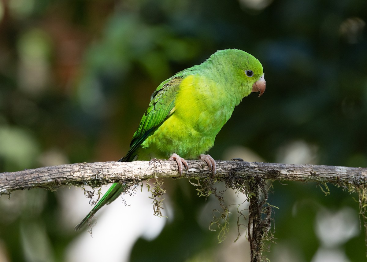 Plain Parakeet - ML620505405