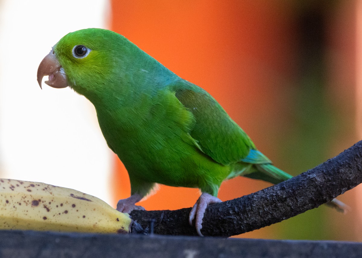 オナガミドリインコ - ML620505408