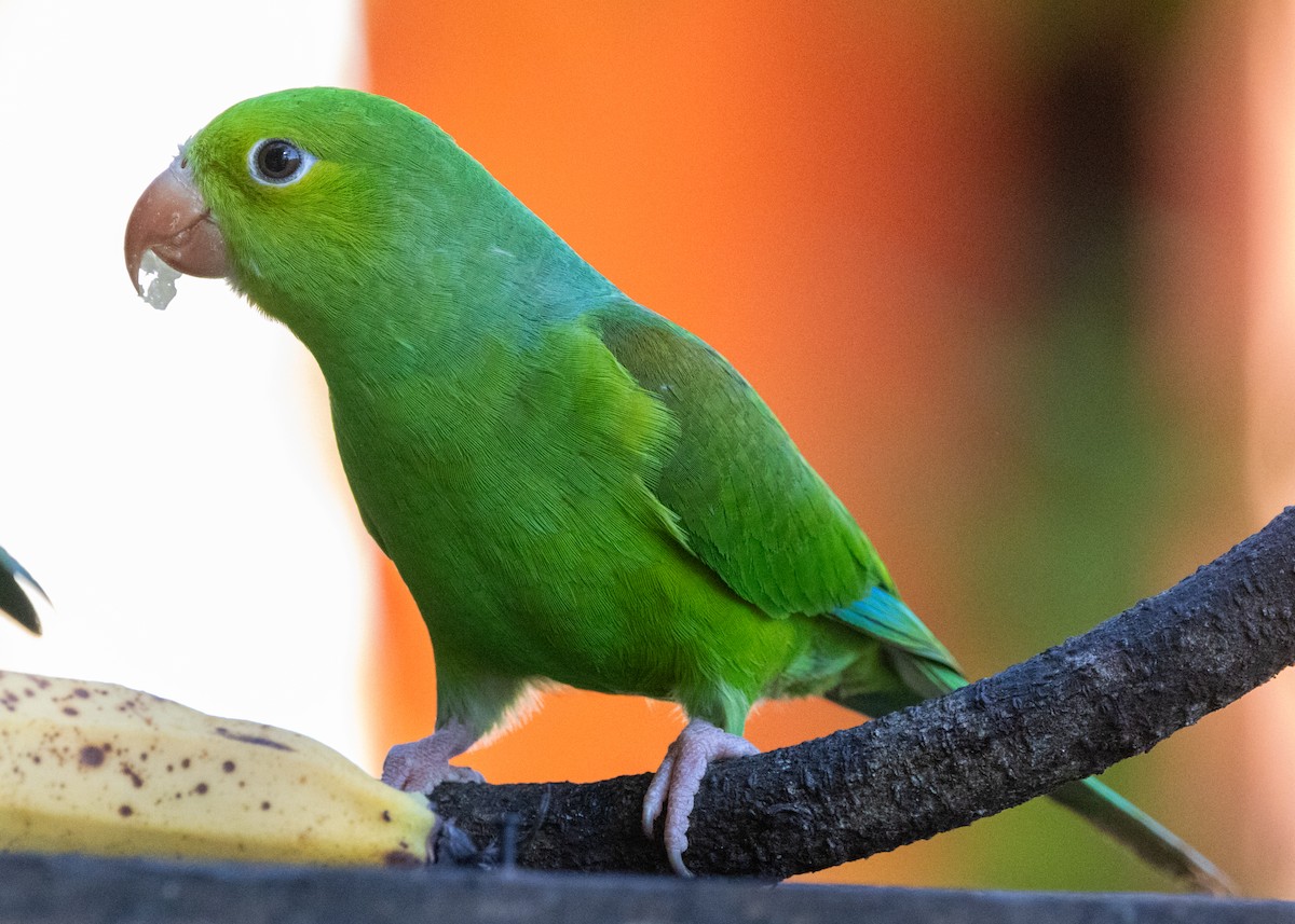 Plain Parakeet - ML620505411