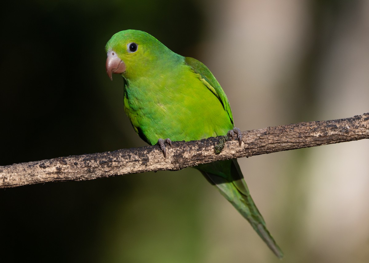 Plain Parakeet - ML620505412