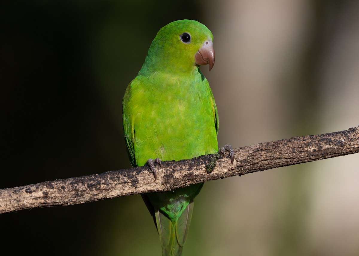 Plain Parakeet - ML620505414