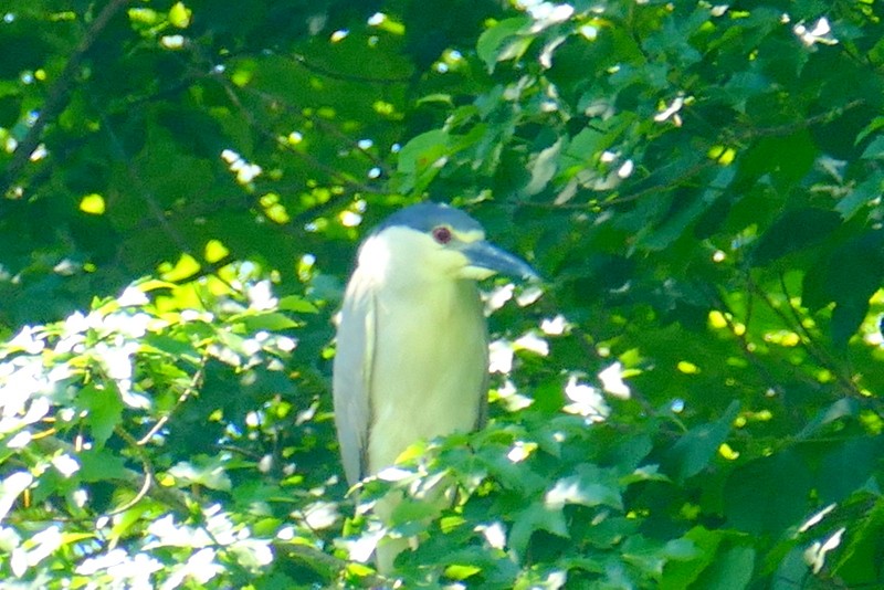 Black-crowned Night Heron - ML620505416