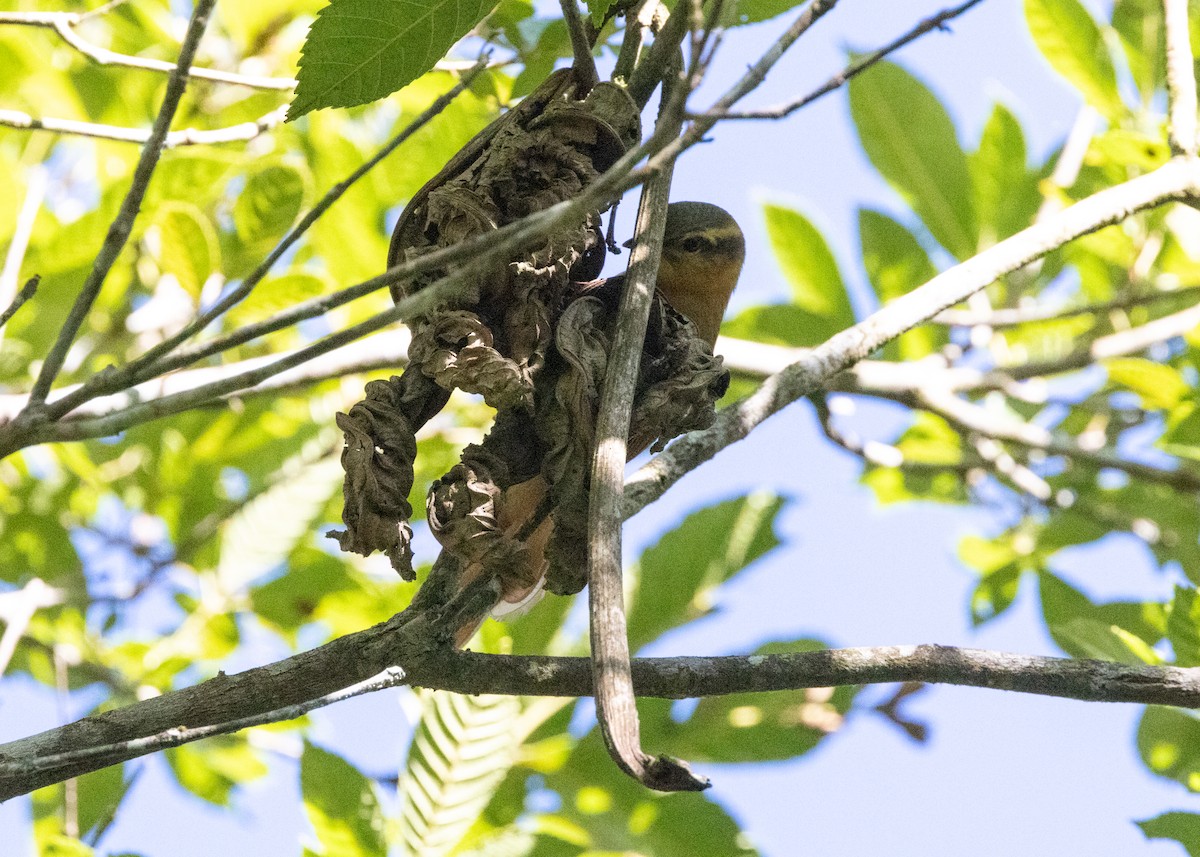 Ochre-breasted Foliage-gleaner - ML620505425