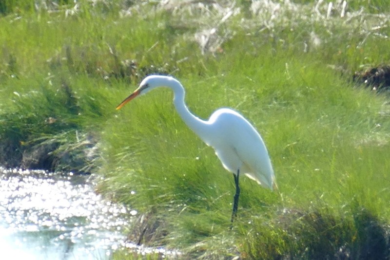 Great Egret - Brad Woodward