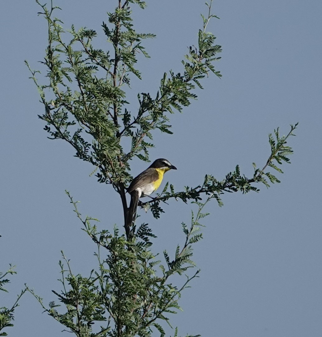 Yellow-breasted Chat - ML620505432