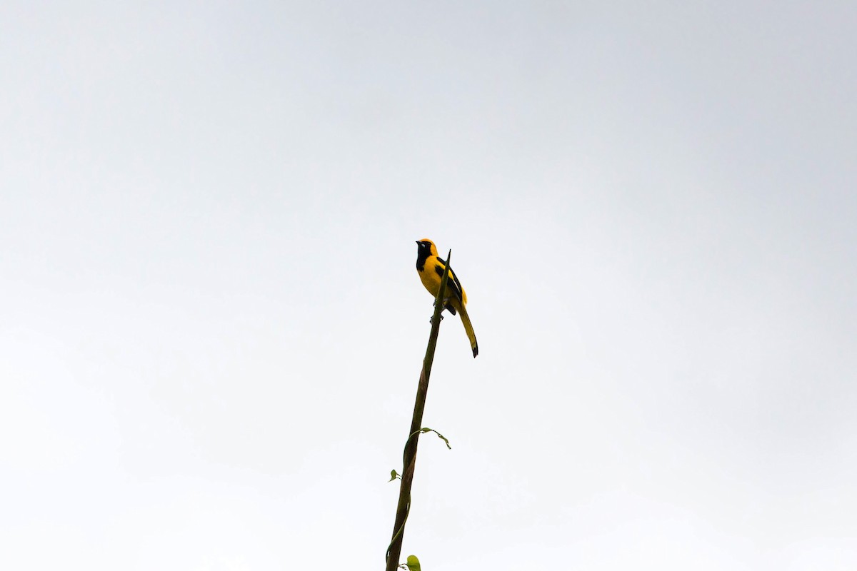 Yellow-tailed Oriole - ML620505433