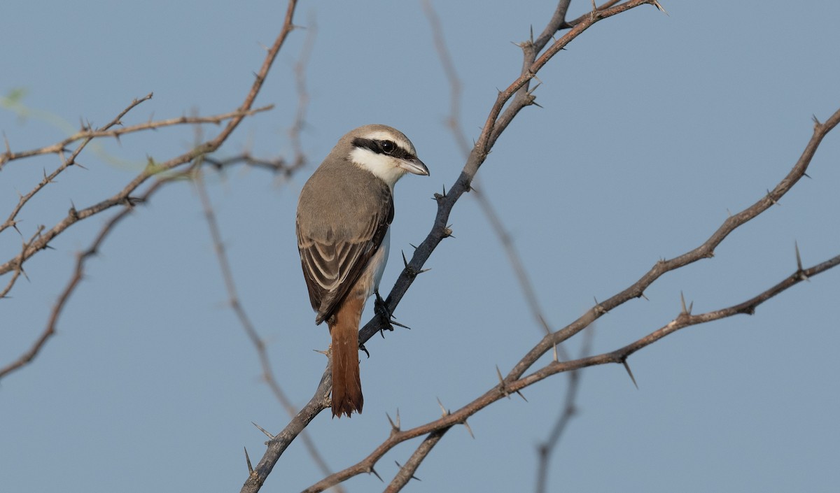 Red-tailed Shrike - ML620505440