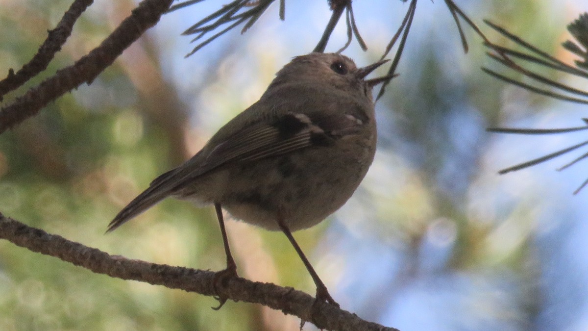 Goldcrest - ML620505441