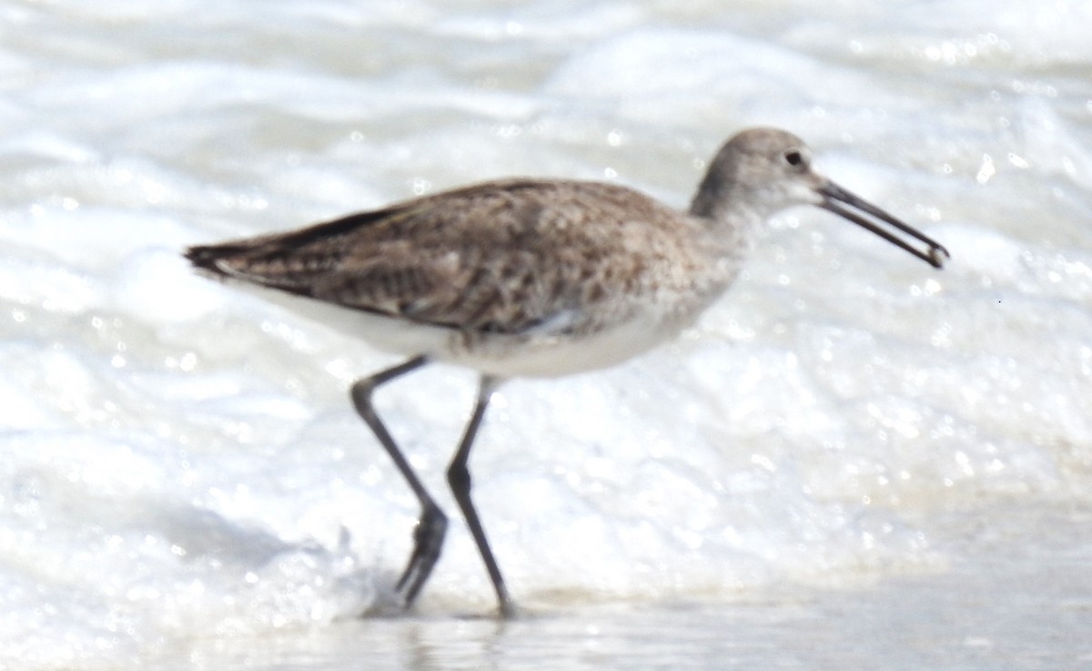 Willet - ML620505443