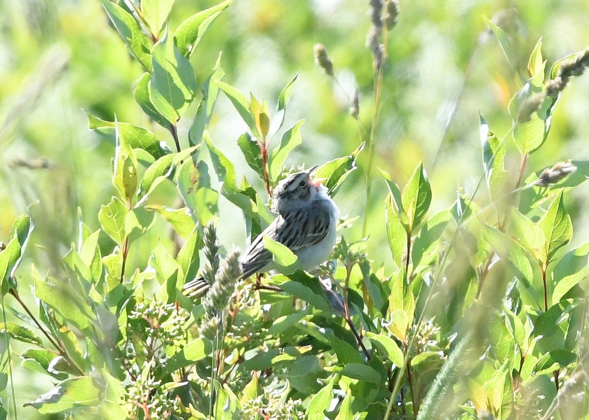 Clay-colored Sparrow - ML620505444