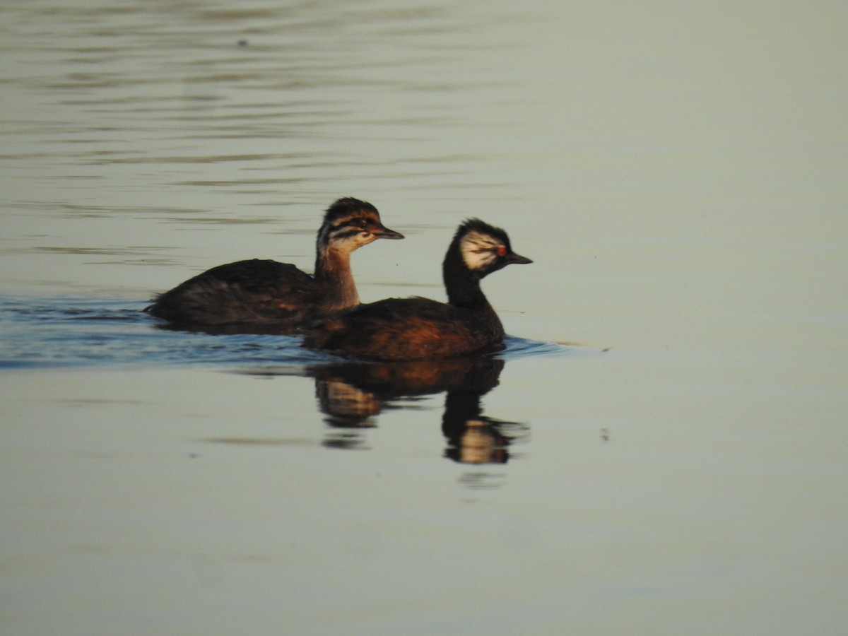 White-tufted Grebe - ML620505453