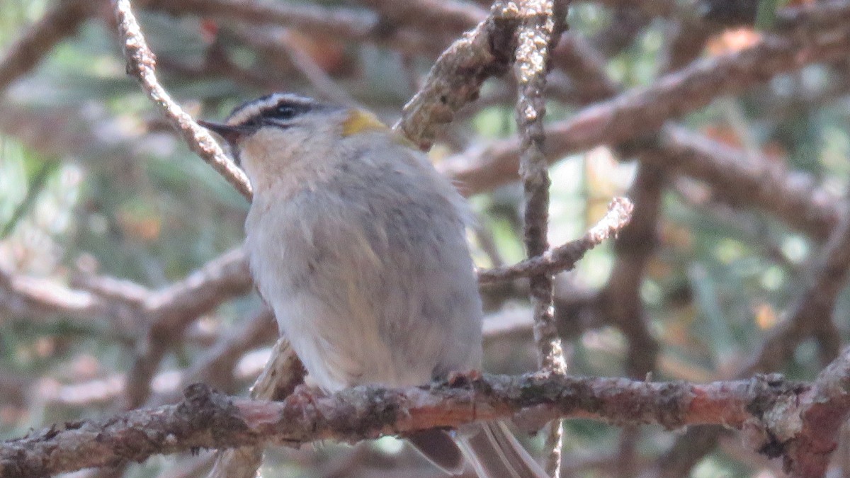 Common Firecrest - ML620505455