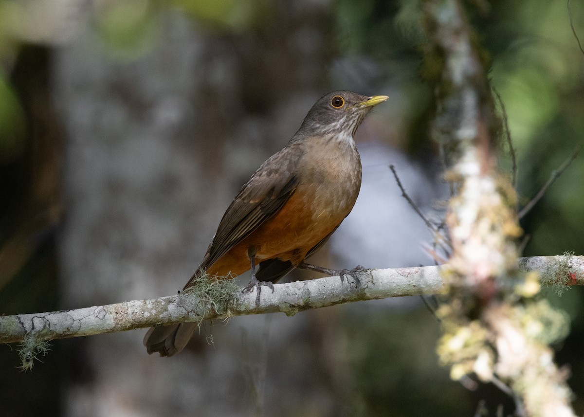 Rufous-bellied Thrush - ML620505456