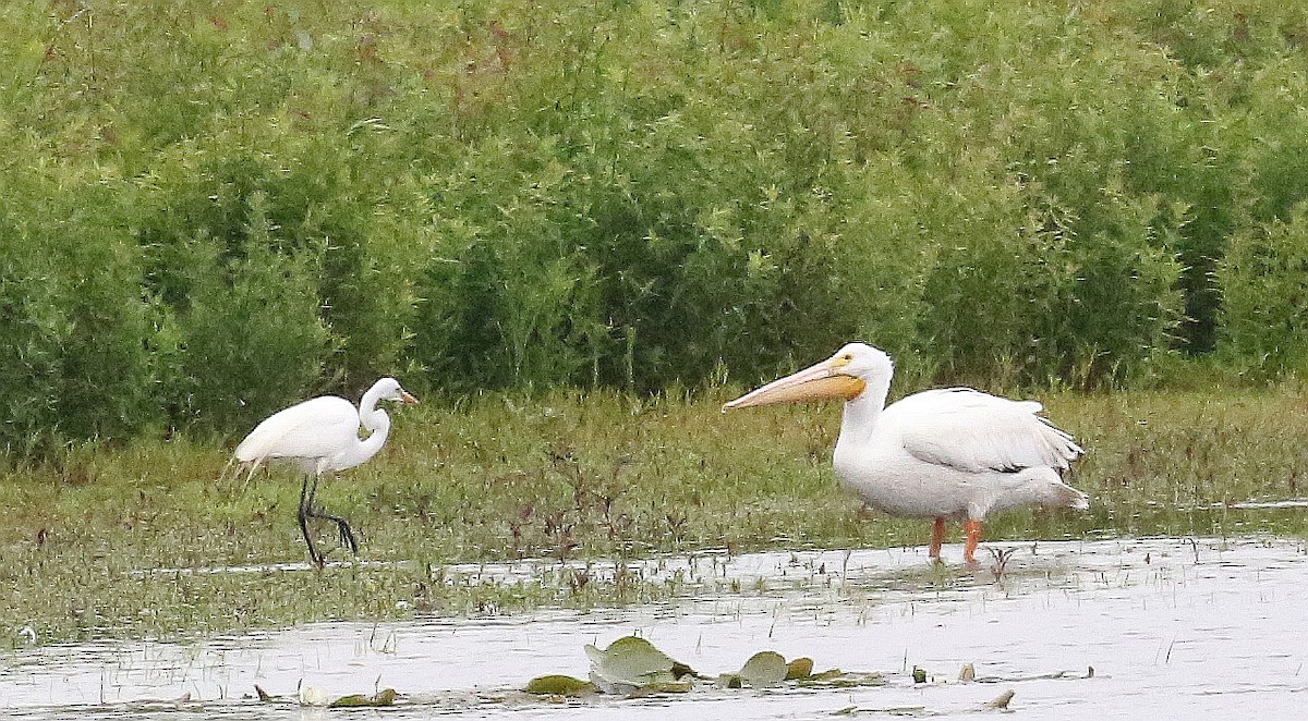 American White Pelican - ML620505459