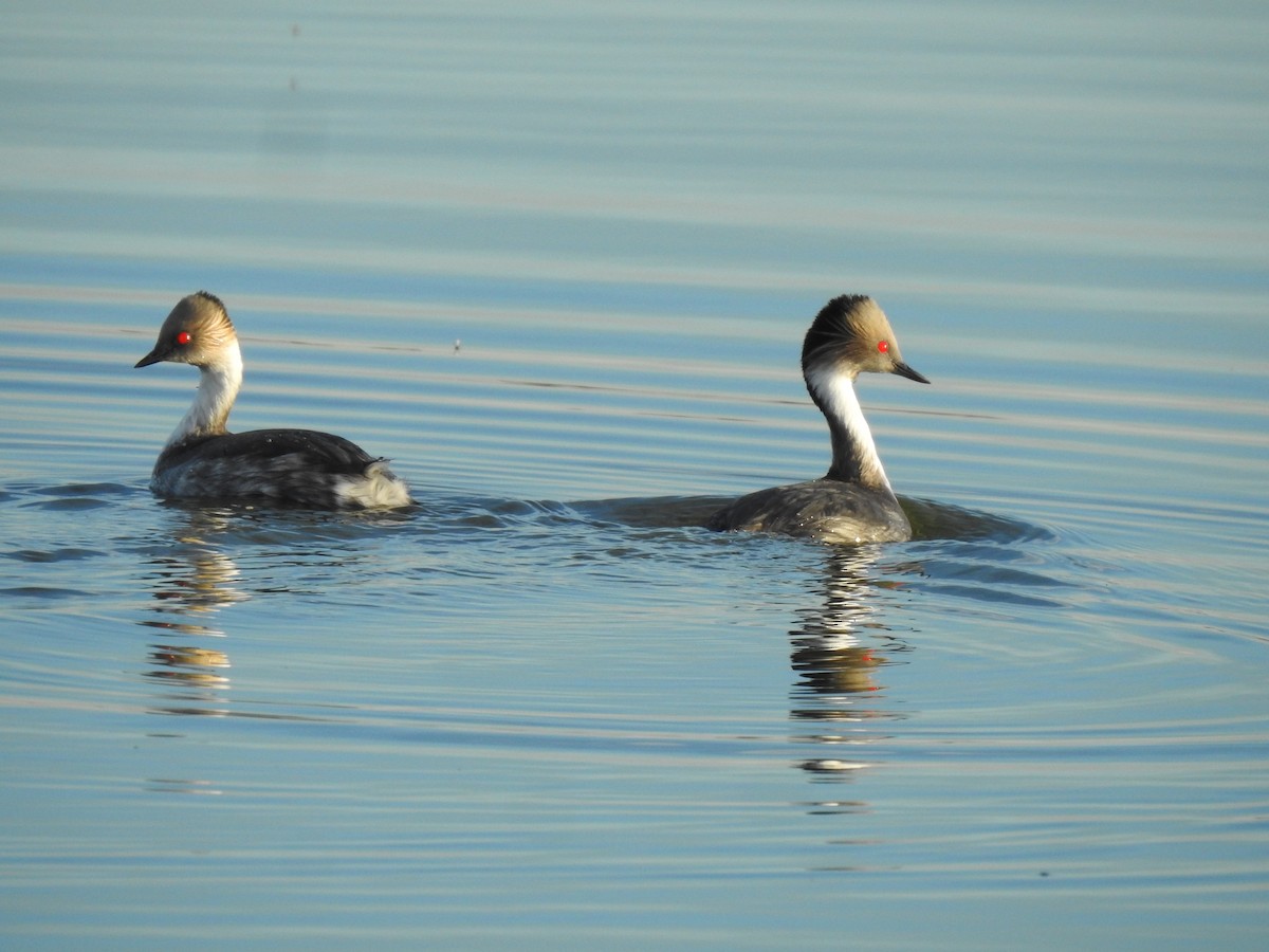 Silvery Grebe - ML620505466