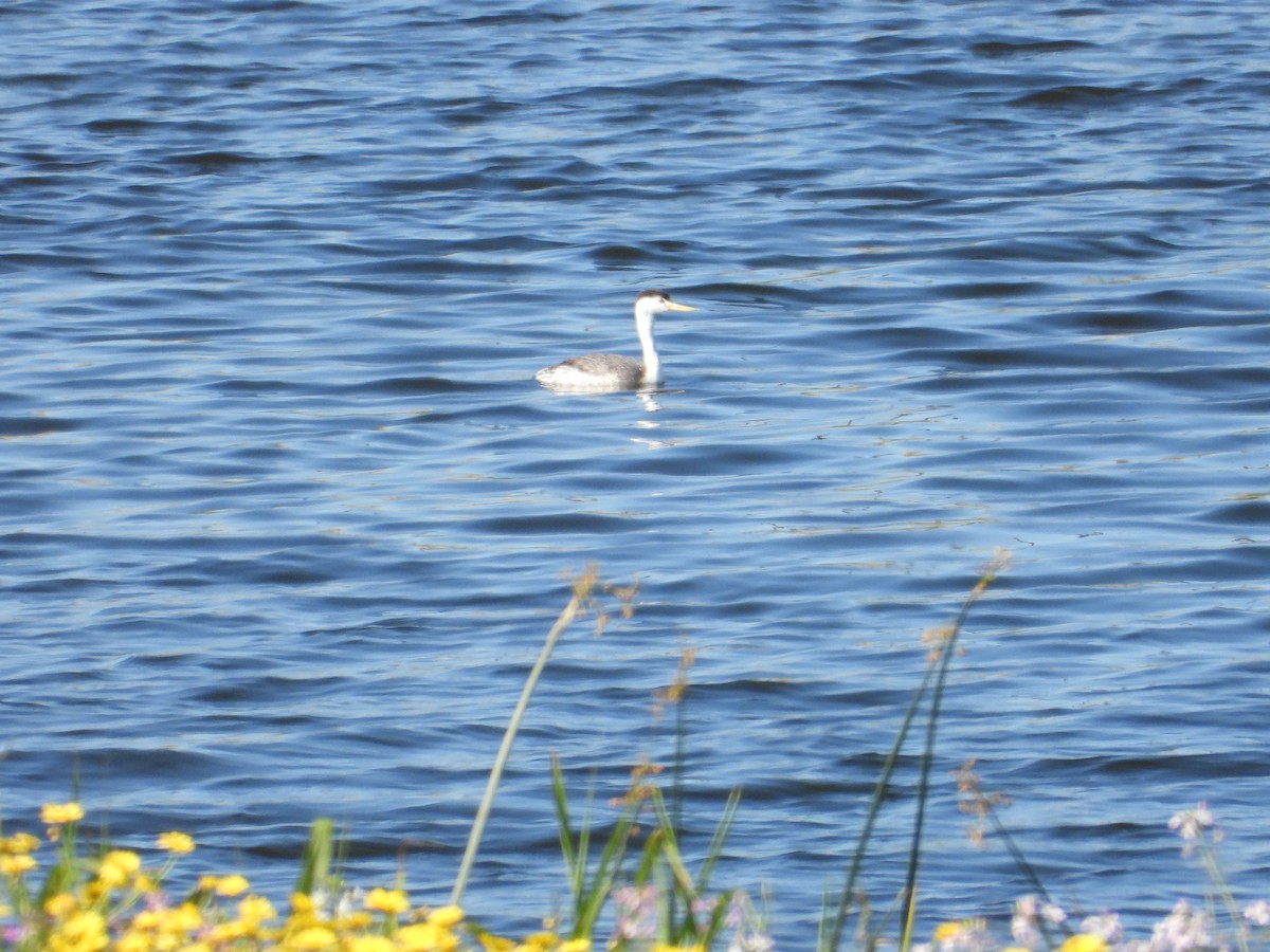 Clark's Grebe - ML620505468