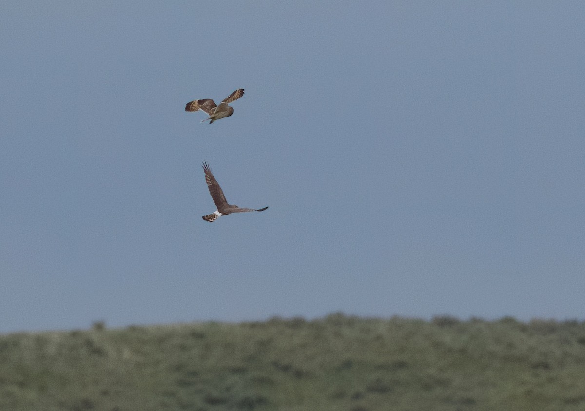 Short-eared Owl - ML620505475