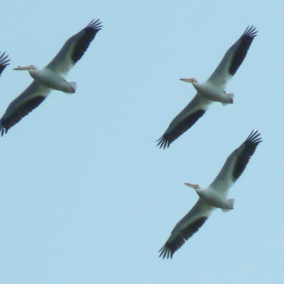 pelikán severoamerický - ML620505477
