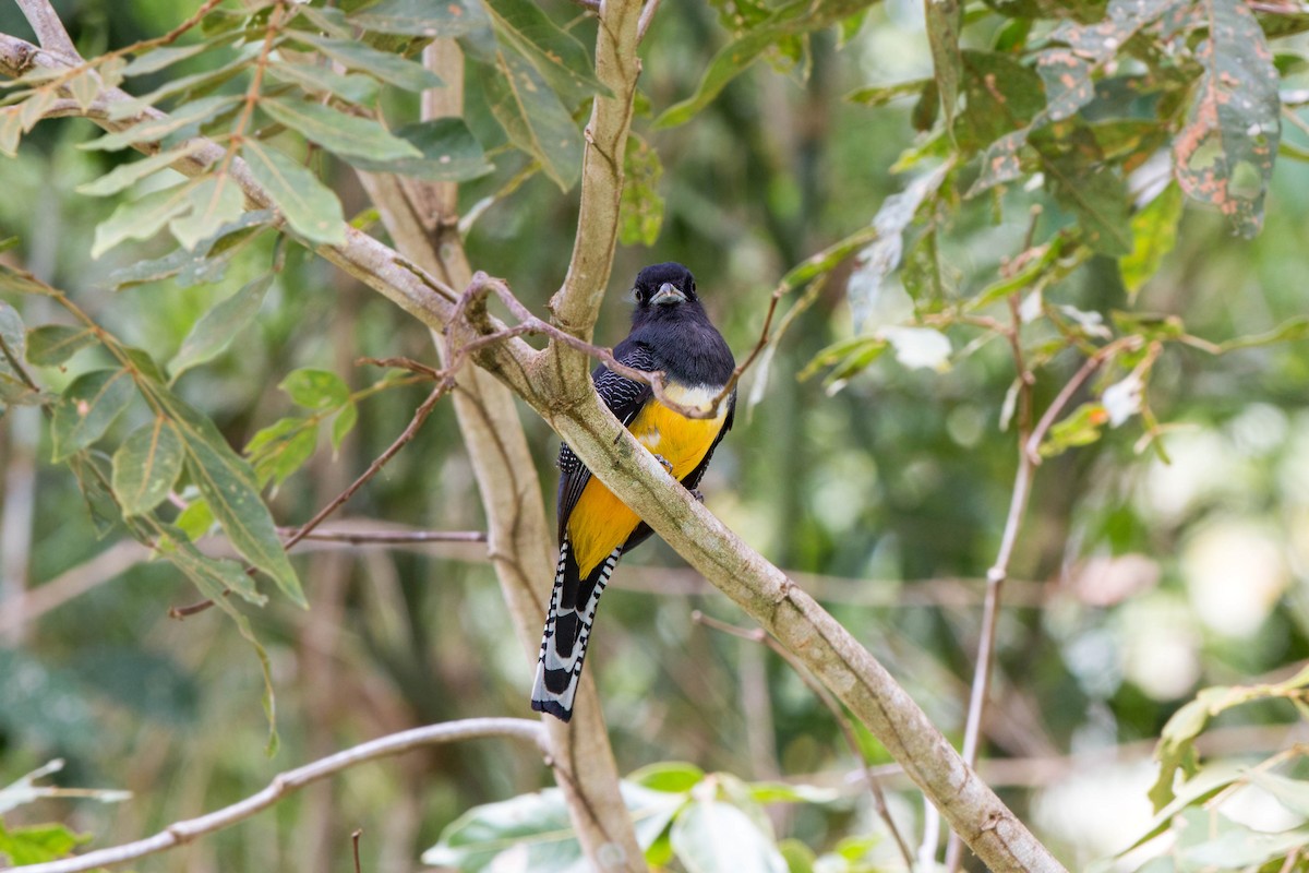 trogon podvazkový - ML620505481