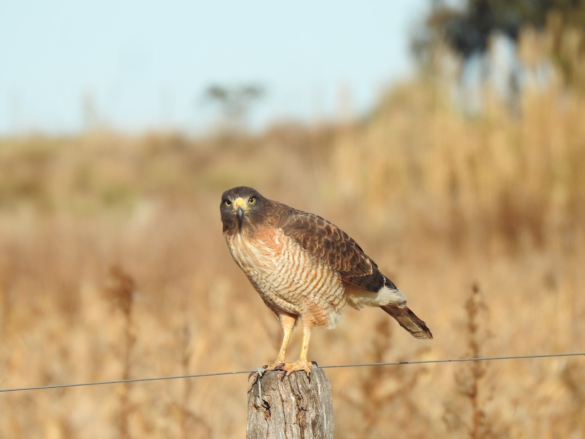 Roadside Hawk - ML620505482