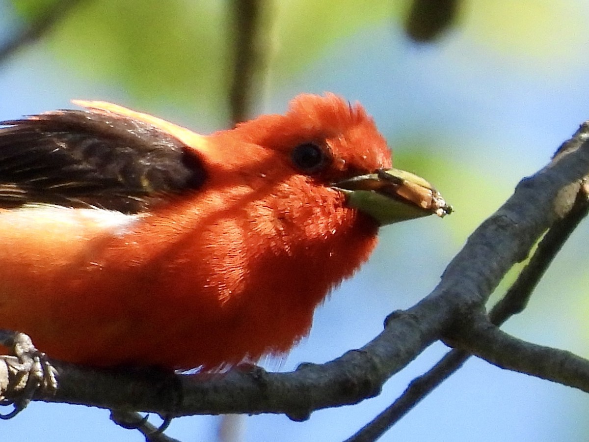 Scarlet Tanager - ML620505483