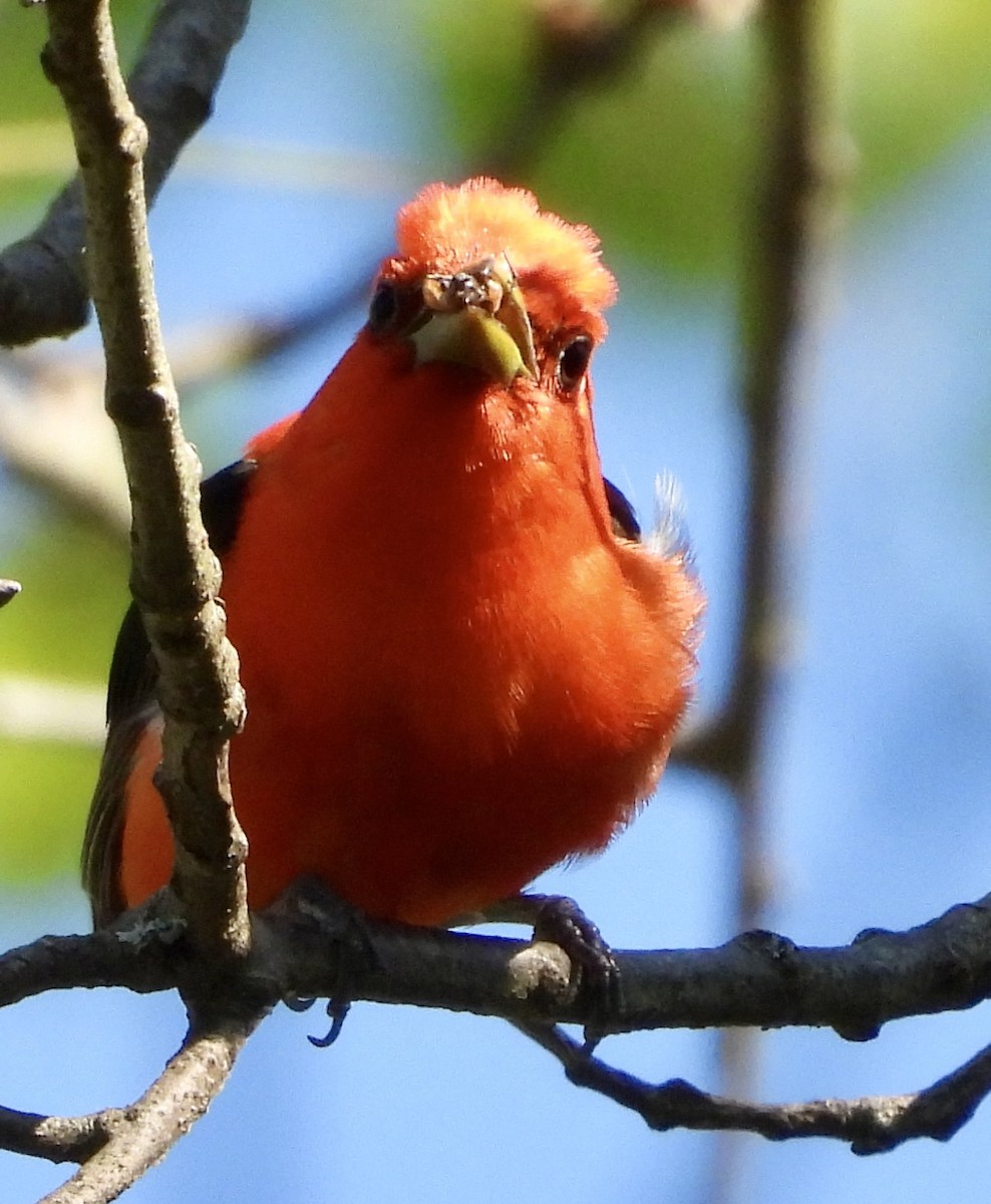Scarlet Tanager - ML620505484